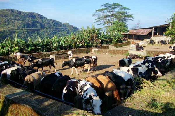Kurisumala Dairy Farm in Vagamon with scenic views of fields and mountains